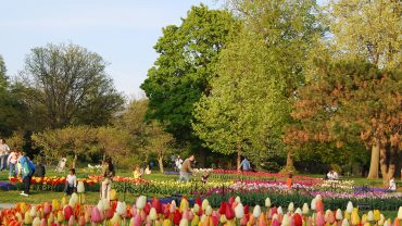 Tiptoe through the Tulips of Washington